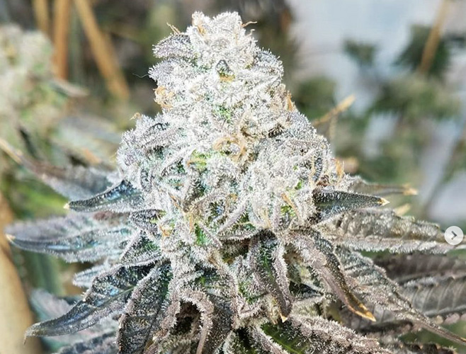Wedding Crasher Strain